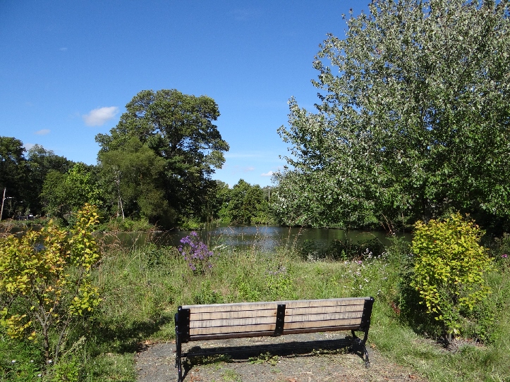 duck pond 