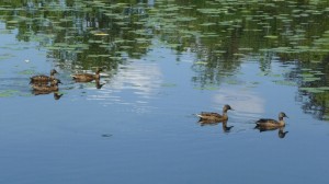 Ducks on Paine Lake