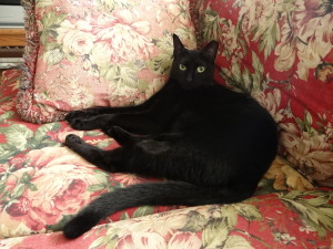 Ashley, our once feral cat!