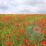 Red_Poppie_Field
