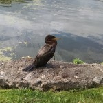 cormorant