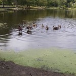 ducks beechmont