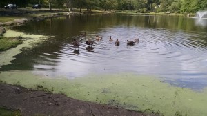 ducks beechmont