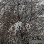 IMG_20150124_080039490